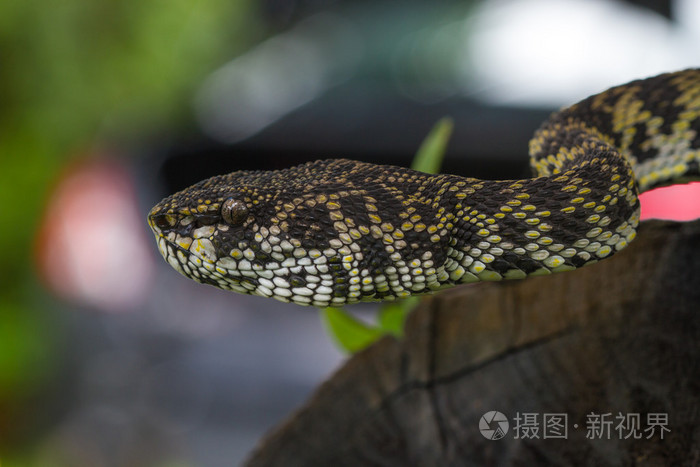红树林 pitviper 蛇的特写