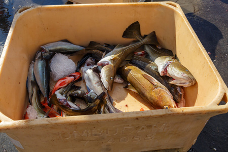 在框中的鱼堆在购物车中的新鲜鱼照片