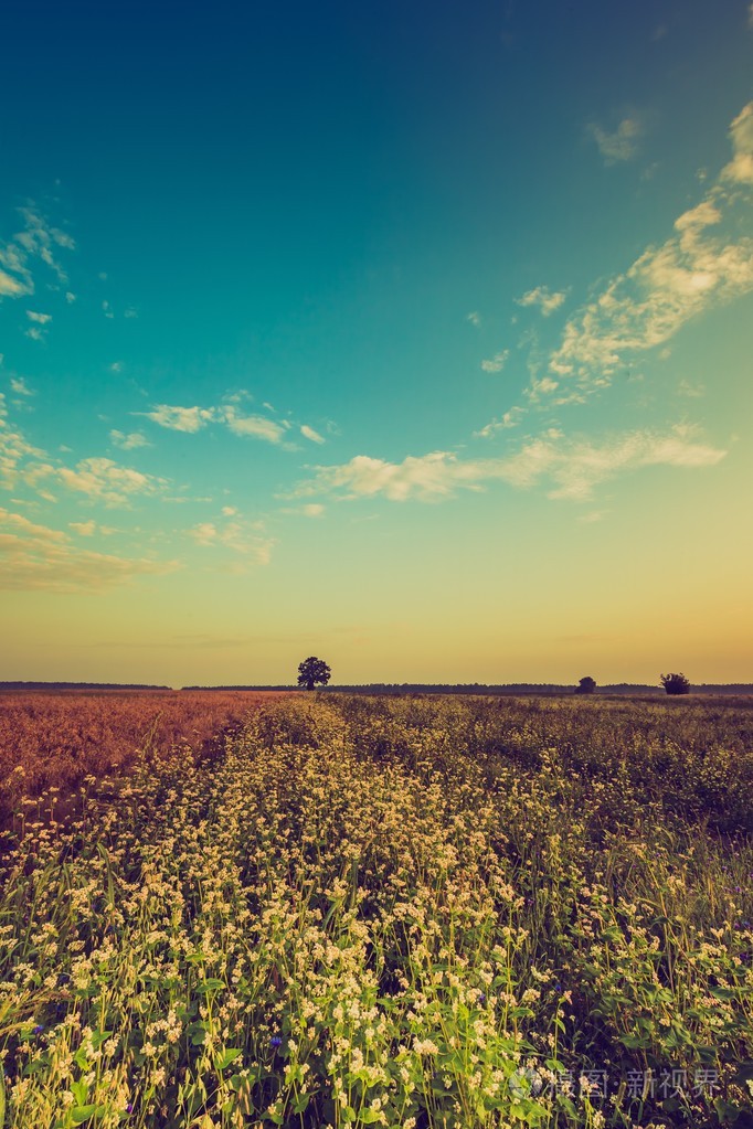 夏季日出盛开荞麦的旧照片
