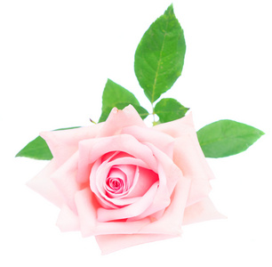 粉红盛开的玫瑰图片