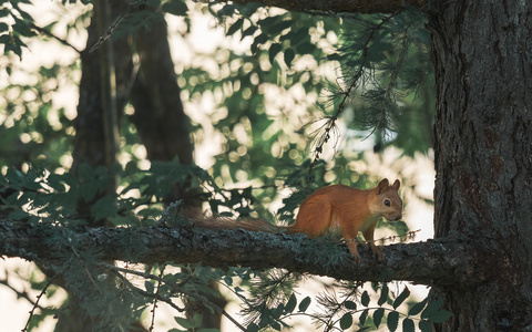 红松鼠走松树枝图片