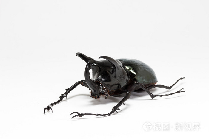 three-horned beetle (chalcosoma caucasus)