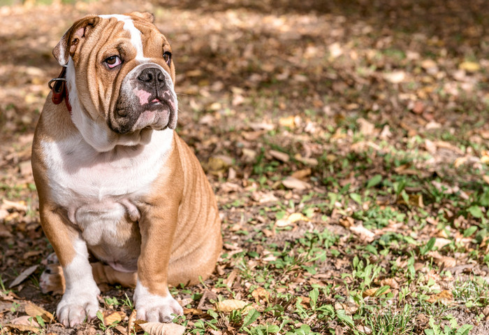 英国斗牛犬户外
