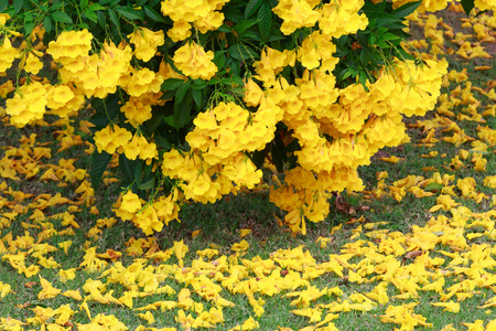 银喇叭树黄花落在天然绿色的田野上.照片
