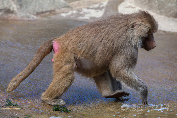 哈马德里亚斯狒狒巴布亚