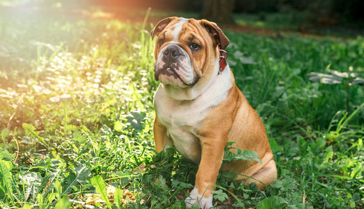 英国斗牛犬幼犬在草丛中图片