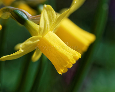 水仙花