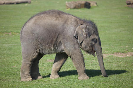 亚洲象犊