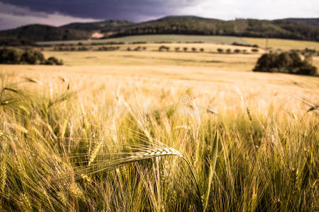大麦 国家 食物 农业 生长 面包 成长 健康 耳朵 领域