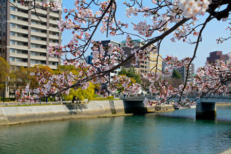 樱花,广岛,日本照片