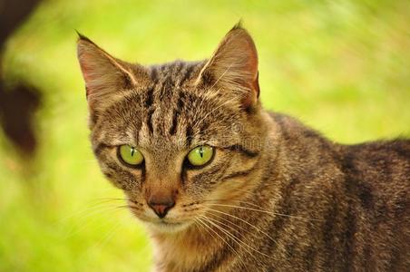 神奇的眼睛草猫
