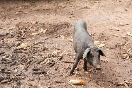 鼻子 牲畜 哺乳动物 猪肉 小猪 动物 污垢 真实的 猪圈
