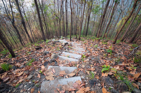 日光 早晨 苔藓 公园 雨林 森林 落下 自然 美女 简直不可思议