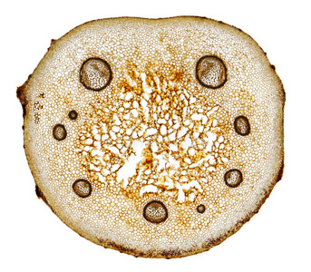 蕨根状茎横切结构图图片