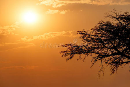 非洲日落，树在前面