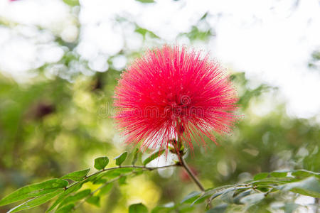 美丽的奇花异草