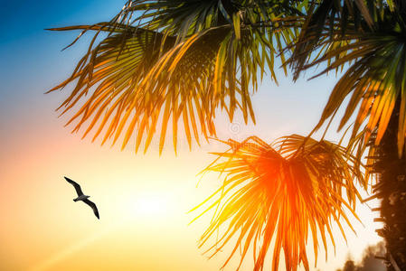 植物 太阳 教堂 夏天 风景 自然 旅行 插图 假日 天堂