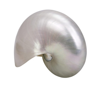 球体 卷曲 贝壳 珍珠层 物体 准备 地中海 珍珠 软体动物