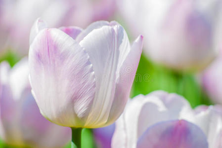 春天淡紫色郁金香的特写镜头