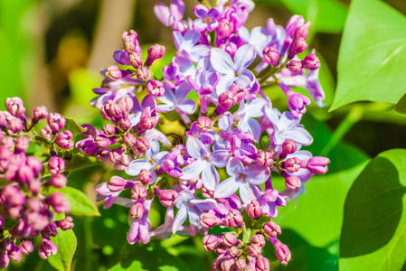 紫丁香花