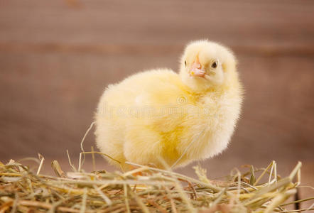 新生儿 生物 特写镜头 可爱的 出生 春天 小鸭 家禽 鸡蛋