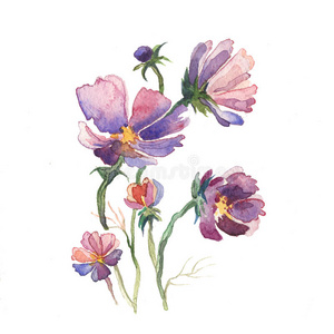 绘画 花的 紫菀 插图 植物区系 花瓣 季节 卡片 牡丹
