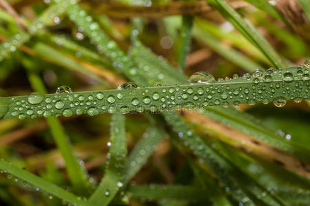 新鲜的绿草和水滴