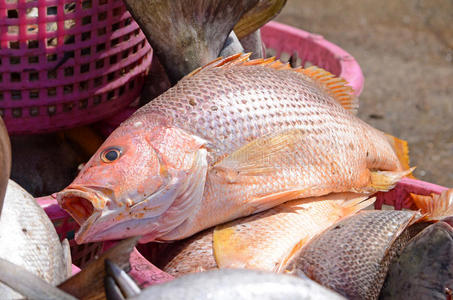 拉农鱼市场的新鲜鱼。