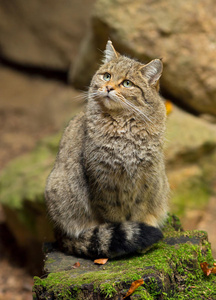 坐在岩石上的欧洲野猫。