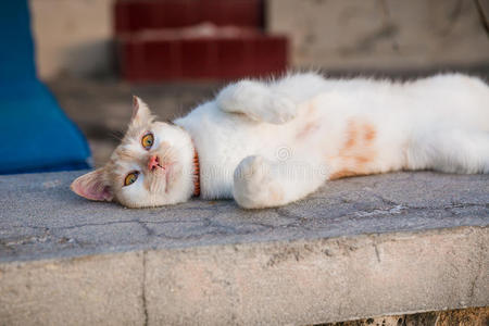 可爱的猫躺在石头上