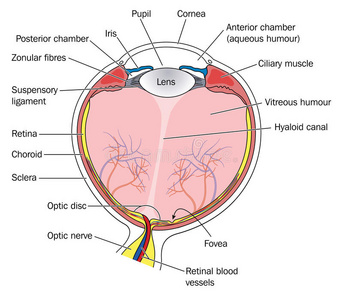 眼睛的横截面