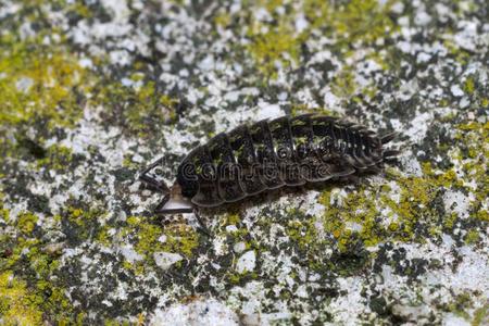 害虫 昆虫 盔甲 令人毛骨悚然 生物 无菌 外骨骼 无脊椎动物