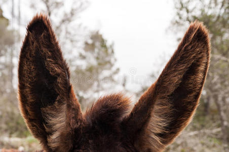 驴子的耳朵