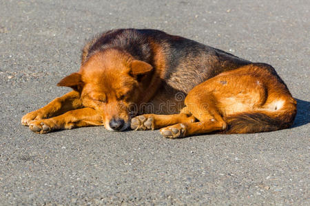 悲伤 寂寞 浅的 疼痛 犬科动物 特写镜头 漂亮的 假日