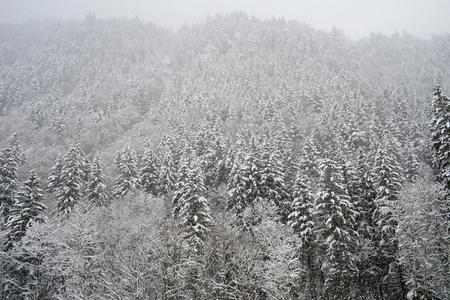 森林 场景 白霜 阿尔卑斯山 深的 雾凇 天空 明信片 圣诞节