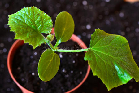 园丁 花园 种植 男人 园艺 花的 温室 盘子 灌封 植物