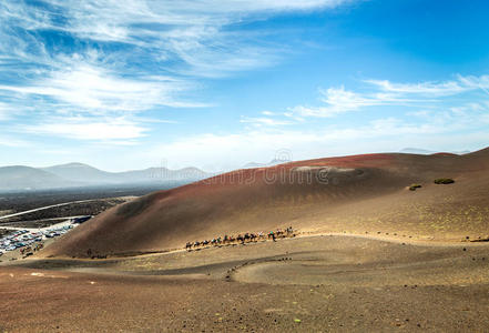 兰萨罗特沙漠里的骆驼队