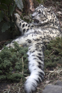 食肉动物 岩石 猫科动物 毛皮 动物园 优雅 豹子 跟踪