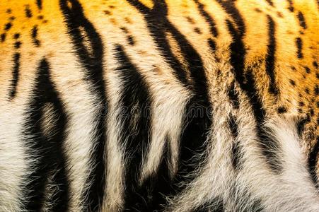动物 毛皮 非洲 猎人 危险的 野猫 纹理 老虎 自然 墙纸