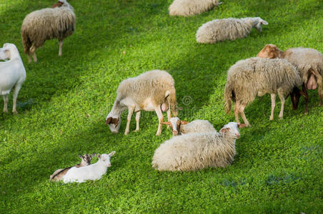 动物 草地 领域 兽群 夏天 放牧 羊毛 羔羊 美利奴羊