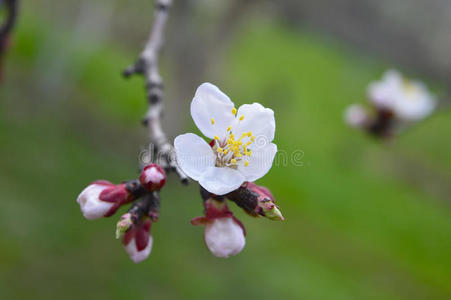 杏树开花