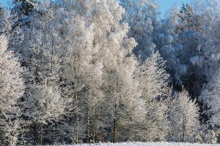 寒冷的 高的 场景 田园诗 十二月 美丽的 自然 森林 美女