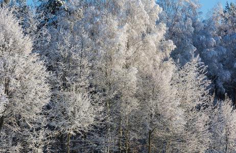 季节 植物 森林 美丽的 自然 冷冰冰的 风景 圣诞节 田园诗