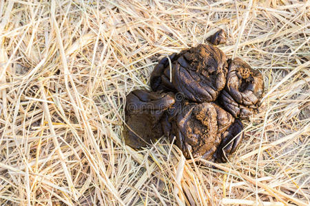 干稻田上的牛粪照片