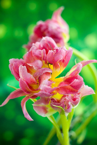 牡丹 自然 特写镜头 软的 花的 开花 集中 复活节 花束