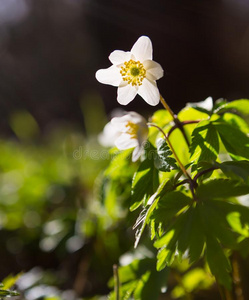 花的 特写镜头 森林 公园 银莲花 开花 颜色 和谐 自然