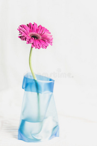 蓝色花瓶中的非洲菊单粉红色花