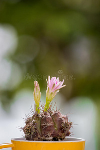 仙人掌花