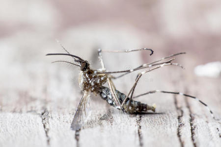 昆虫 按蚊 动物群 医学 动物 生物学 疼痛 缺陷 蚊子