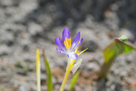 花绿色黄色